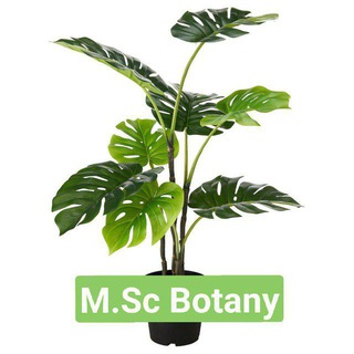 Логотип канала msc_botany_zoology_notes_bsc