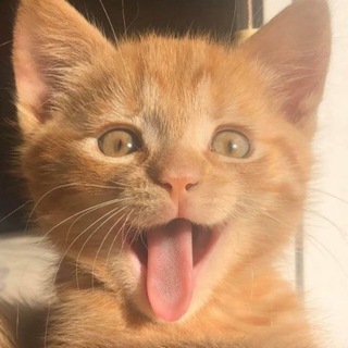 Логотип catsbeingcats