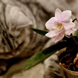 Логотип канала care_of_orchids