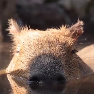 Логотип capybaragang