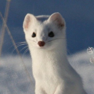 Логотип matthewthestoat