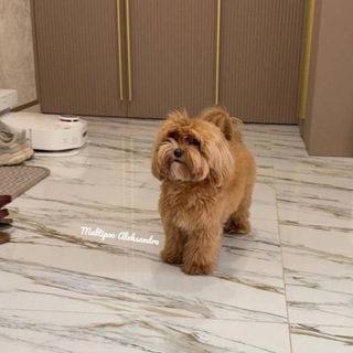 Логотип канала maltipoo_aleksandra