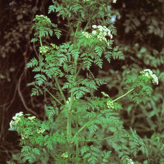 Логотип канала theherbalpower