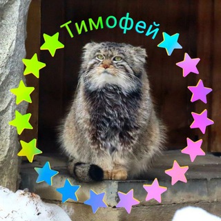 Логотип manul_timofey