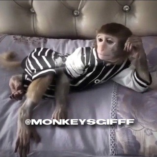 Логотип канала monkeysgifff