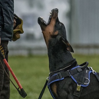 Логотип канала ragnardoberman