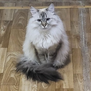 Логотип prokotikoff