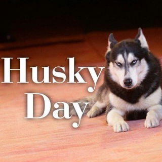 Логотип канала huskyday