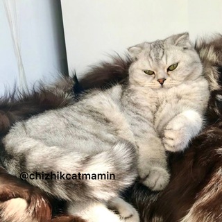 Логотип chizhikcatmamin