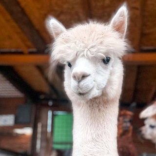 Логотип alpacaland