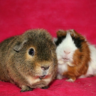 Логотип канала guineas_pigs_love