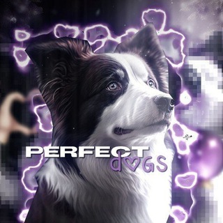 Логотип perfectdogs1