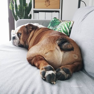 Логотип funnybulldogs