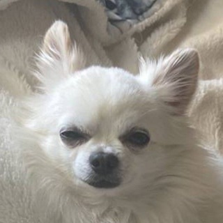 Логотип канала doggymemetiktok