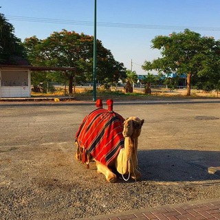 Логотип gunsncamels