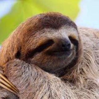 Логотип slothcrypto