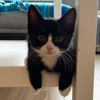 Логотип канала cutekittyfiles