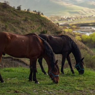 Логотип канала alaniya_horse