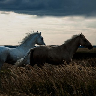 Логотип канала dreams_of_horses