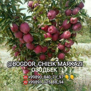 Логотип bogdor_chilik