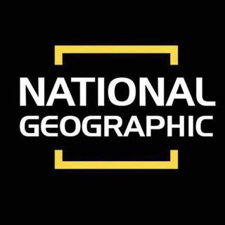 Логотип канала nationgeographic1