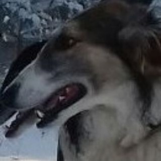 Логотип канала borzoi_kaliningrad