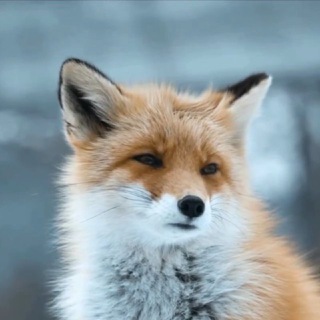 Логотип канала foxeshere