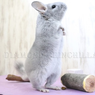 Логотип канала diamondchinchila_group