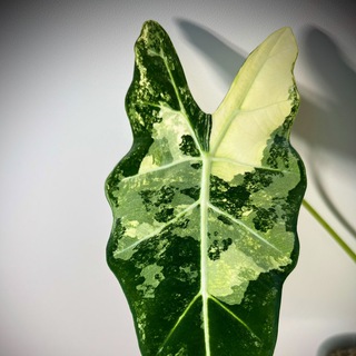 Логотип канала MyAlocasia