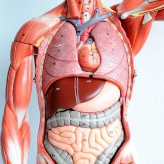 Логотип канала humananatomy_web