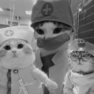 Логотип канала medic_cats_chat