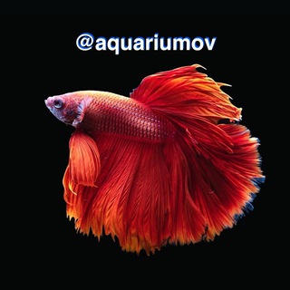 Логотип aquariumov