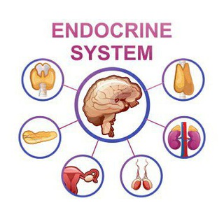 Логотип канала endocrine_system2