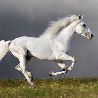 Логотип канала white_horse_chat