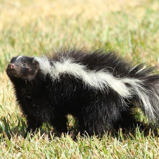 Логотип skunkstash