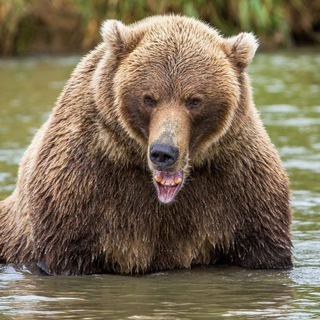 Логотип канала kamchatka_bears