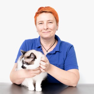 Логотип канала dermvet