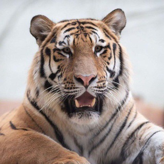 Логотип канала tiger_memon