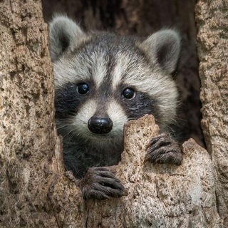 Логотип канала no_raccoons