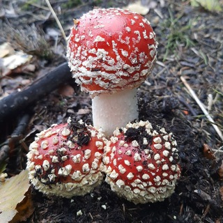 Логотип amanita_karelia