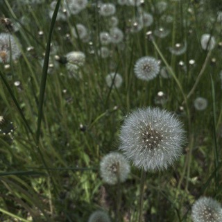 Логотип канала yourpsychologydandelion