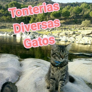 Логотип tonteriasvariasgatos