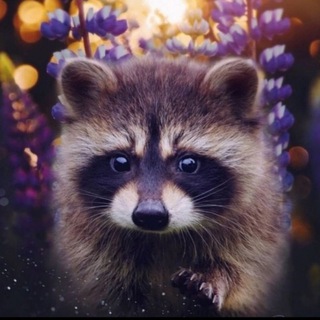 Логотип канала book_raccoon_natashenka