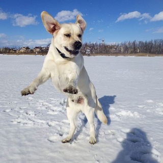 Логотип paddy_labrador