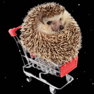 Логотип канала spacehedgehogs_bar