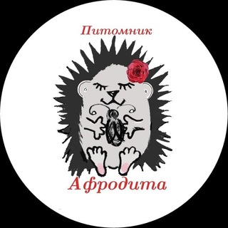 Логотип канала afrodita_hedgehogs