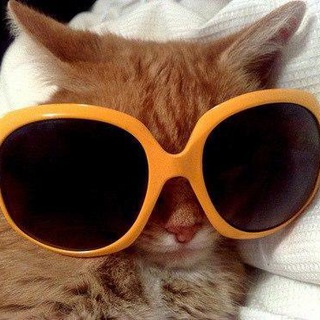Логотип rndmkittybot