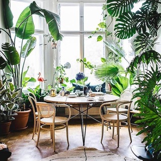 Логотип канала myhomejungle