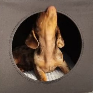 Логотип канала brownie_dachshund