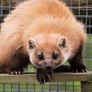 Логотип канала hourlypinemarten